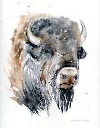 RosemaryAndThymeGift  Elizabeth Galloway Fine Art Bison Watercolor, Watercolor Cows, Bison Painting, Wildlife Watercolor, Buffalo Painting, Bison Art, Buffalo Art, Spirit Animal Art, Watercolor Card