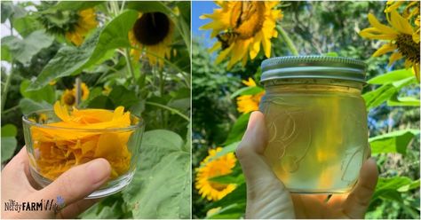 Sunflower Jelly, Nerdy Farm Wife, Make Sun Dried Tomatoes, Cottagecore Recipes, Sunflower Petals, Herbal Soap, Salve Recipes, Jelly Recipe, Herbal Salves