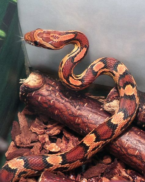 Capone, Male Okeetee corn snake Okeetee Corn Snake, Snakes For Sale, Rosy Boa, Corn Snakes, Pet Snakes, Ball Pythons, Corn Snake, Pet Snake, Live Animals