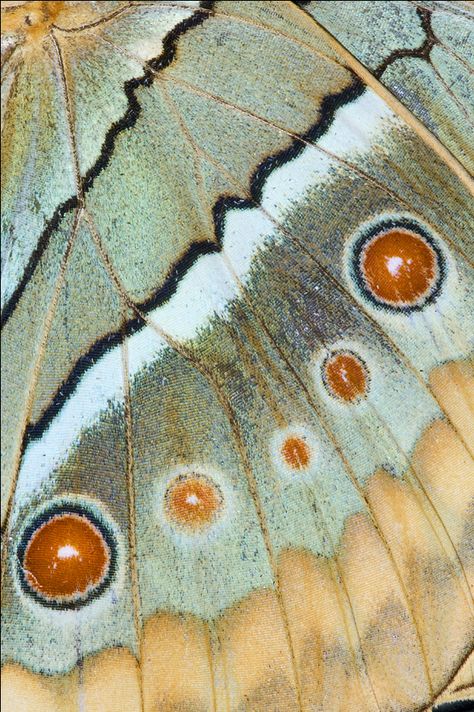 Texture Butterfly, Macro Texture, Papillon Butterfly, Photography Macro, Moth Wings, Insect Wings, Theme Nature, Hotel Project, Insect Art