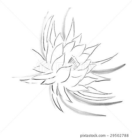 Cereus Flower, Flower Vector, Rooster, Insects, Google Search, Tattoos, Flowers, Animals