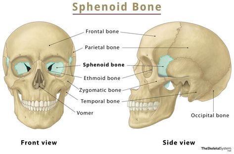 Anatomy Labeled, Maxillary Nerve, Sphenoid Bone, Arm Bones, Good Study Habits, Leg Bones, Optic Nerve, Nasal Cavity, Pituitary Gland