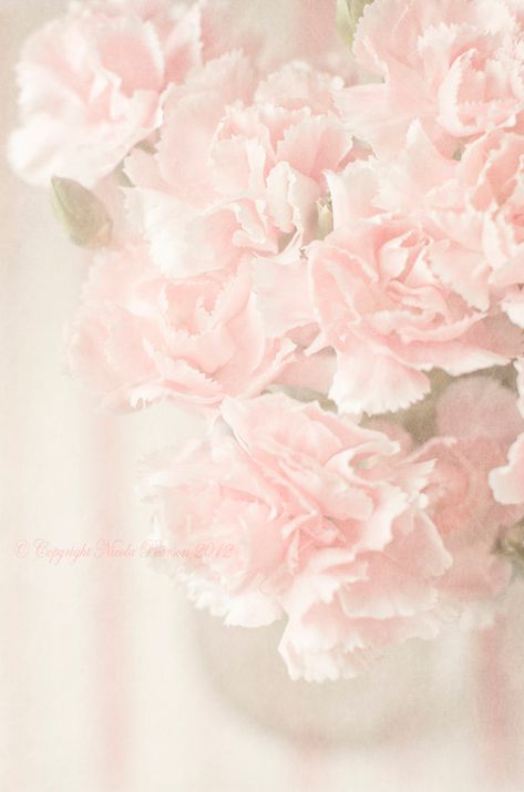 Pale Pink Aesthetic, Tom Pastel, Aesthetic Flower, Pink Carnations, Pretty Pastel, Color Rosa, Silver Roses, Pink Aesthetic, Soft Colors