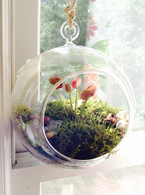 DIY Hanging Terrarium Planter: gravel, mosses, some decorative pebbles...hang it with braided twine! Ideal for venus flytraps in the window. Decorative Terrarium, Venus Fly Trap Terrarium, Carnivorous Plants Terrarium, Decorative Pebbles, Beautiful Terrariums, Plant Goals, Hanging Terrarium, Mini Terrarium, Venus Fly Trap