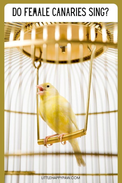 Do Female Canaries Sing Canaries Bird Pets, Pet Canary, Singing Canary, Canary Singing, Canary Birds, Large Bird Cages, Common Birds, Bird Care, Dream Meanings