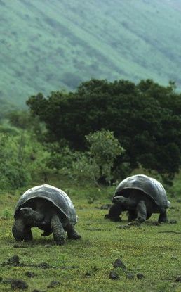 Giant Tortoises, Galapagos Islands Galapagos Islands Animals, Blob Fish, Big Tortoise, Giant Turtle, Bearded Vulture, Bowhead Whale, Red Footed Tortoise, Turtle Names, Sea Turtle Pictures