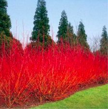 Willow Hedge, Shrub Border, Willow Fence, Winter Gardens, Living Fence, Red Plants, White Willow, Garden Shrubs, Deciduous Trees