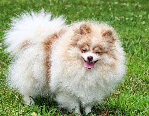 Beaver Merle Parti Pomeranian | One Love Poms Parti Pomeranian, Small Pomeranian, Merle Pomeranian, White Pomeranian Puppies, Pomeranian Breed, Pomeranian Dogs, Pomeranian Puppy Teacup, Pomeranian Puppy For Sale, White Pomeranian