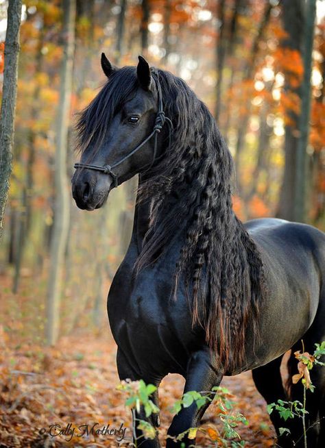 Faites la connaissance de Frederik The Great (Frédéric le Grand), un cheval si magnifique qu’il porte le nom de l’empereur de Prusse. Bien que l’étalon frison ne soit l’auteur d’aucune victoire militaire significative, son gabarit impressionnant et sa crinière chatoyante suffisent à attirer l’attention de tous les amoureux des chevaux. Sa brillante fourrure « se soulevant … Regnul Animal, Black Horses, Most Beautiful Horses, Friesian Horse, Majestic Horse, All The Pretty Horses, Black Horse, Horse Photos, Pretty Horses