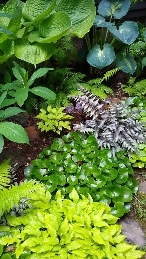 Evergreen Shade Plants, Foliage Plants Outdoors, Shade Garden Plants Landscaping Ideas, Fern Garden Landscaping, Shady Garden Ideas, Fern Garden Ideas, Part Shade Plants, Shaded Garden, Fern Garden