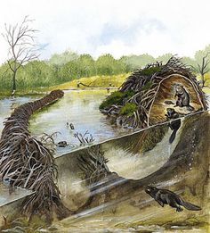 Beaver  Beaver Dam (artwork by Jan Sovak). Beaver Habitat, Animal Architecture, Beaver Lodge, Keystone Species, Hunting Art, Beaver Dam, Pond Life, Rodents, Wildlife Art