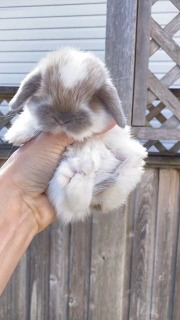 The Langley Loppery on Instagram: "Perfection 💖 Holland Lop bunny @ 3 weeks old. #hollandlopbunnies #bunniesofig #hollandlopsofinstagram #hollandlopbreeder #bunnybreeder #rabbitlove #rabbitsofinstagram #photography #photooftheday #photoshoot #bunnylove #cutenessoverload #petsofinstagram #petstagram #petbunnies #langleybc #langleytownship #vancouverbc #thelangleyloppery" French Lop Bunny, Mini Lop Bunny, Bunny Holland Lop, Fuzzy Lop Bunny, Brown Lop Bunny, Bunny Lop Eared, White Holland Lop Bunny, Holland Lop Rabbit, White Bunny With Brown Spots