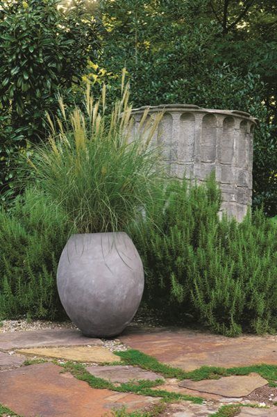 Grasses as Container Plants - Gallery | Garden Design Ornamental Grass, Video Garden, Grasses Garden, Garden Pottery, Garden Containers, Container Gardens, Garden Pictures, Ornamental Grasses, Landscaping Plants