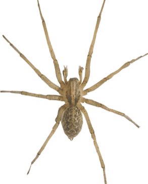 Hobo spiders are frequent pests that are Infamous for unironically living up to their name, notwithstanding, there are ways on how to get rid of hobo spiders on your property. People often encounter them invading and setting up nests in rarely visited parts of human homes once thought to be aggressive house spiders with dangerous [...] The post How to Get Rid of Hobo Spider on your Property appeared first on Pestclue. Spider Infestation, Spider Identification, Hobo Spider, House Spider, Wolf Spider, Glue Traps, Infamous, Spiders, Pet Care