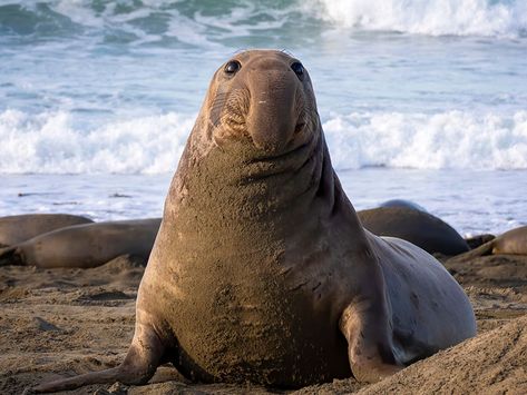 Elephant Seals, Fun Facts About Elephants, Dislike People, Newborn Elephant, Male Elephant, Antarctica Cruise, Leopard Seal, Elephant Facts, Elephant Seal