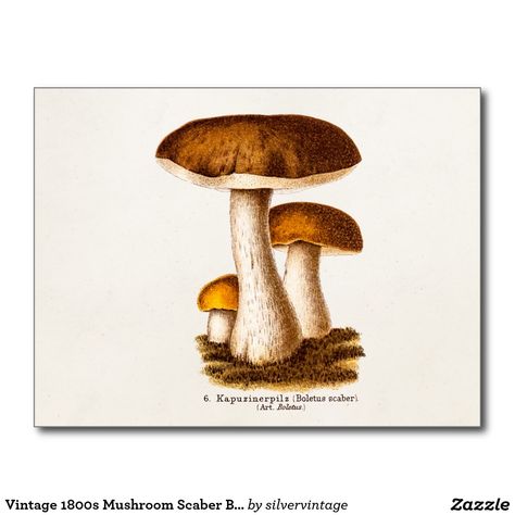 Vintage 1800s Mushroom Scaber Brown Mushrooms Postcard  Table number cards? Mushrooms Poster, Mushroom Illustrations, Mushroom Poster, Mushroom Wallpaper, Mushroom Drawing, Brown Mushroom, Brown Painting, Painting Canvases, Botanical Illustration Vintage