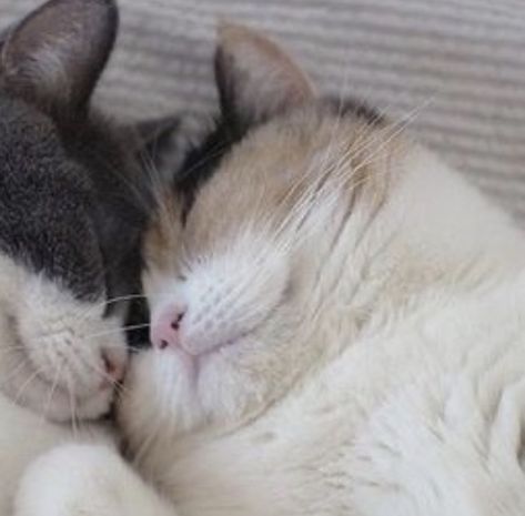 Cat Hug, Cat Couple, Cat Cuddle, Two Cats, Cat Icon, Cat Aesthetic, Pretty Cats, 귀여운 동물, Baby Cats