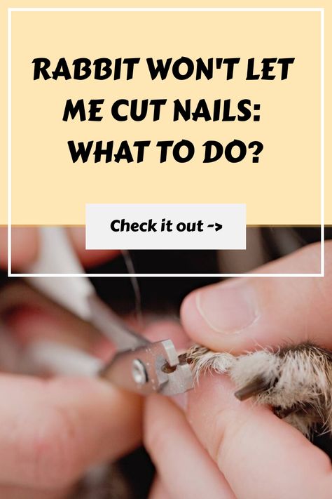 Rabbit Won't Let Me Cut Nails: What To Do? How To Clip Bunny Nails, Rabbit Grooming, Happy Bunnies, Raising Rabbits For Meat, Hutch Ideas, Cut Nails, Meat Rabbits, Pet Bunny Rabbits, Nail Trimming