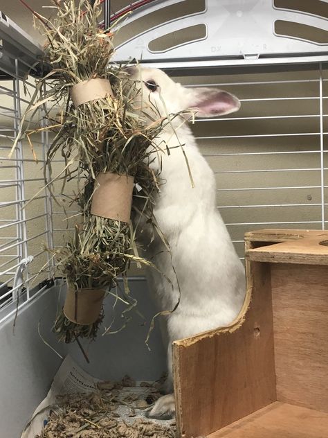 Rabbit foraging enrichment - hay hanging in toilet paper rolls Rabbit Toilet Ideas, Rabbit Forage Diy, Diy Bunny Toys Toilet Paper Rolls, Rabbit Bordem Breakers, Rabbit Ideas Diy, Diy Enrichment Toys For Rabbits, Activities For Bunnies, Diy Rabbit Enrichment Toys, Rabbit Hay Feeders Diy Ideas