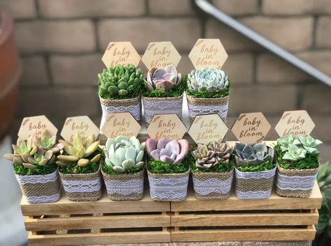 17 Adorable Baby Shower Favors Watch Me Grow Succulents, Baby Shower Take Home Favors, Succulent Baby Shower Ideas, Plant Themed Baby Shower Ideas, Baby In Bloom Shower Decorations, Plant Party Favors, Succulent Baby Shower Favors, Frozen Plants, Succulent Party