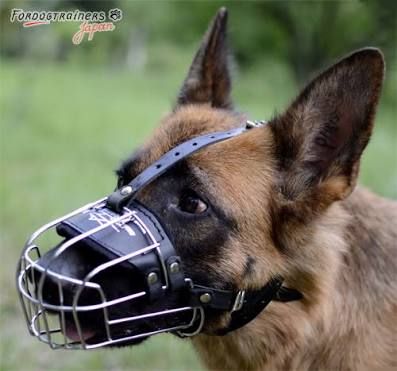 Muzzle Aesthetic, Dog Muzzle, Gear Art, Dog Gear, Pet Accessories, A Dog, Dogs, Animals