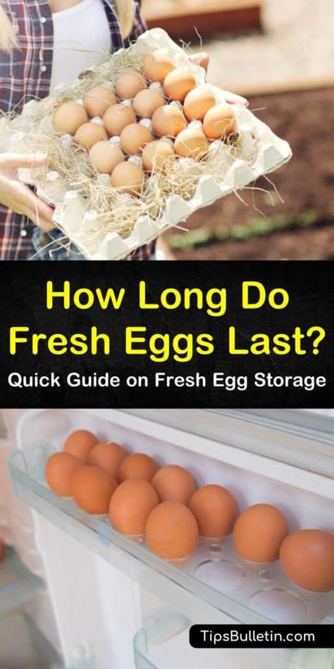 Store fresh eggs, unrefrigerated at room temperature by using a few simple guidelines. Because eggshells are porous, unwashed eggs will stay fresh longer. You can also store those fresh eggs in the fridge for a longer storage time. #eggs #howlongdoeggslast #storeeggs Backyard Hens, Preserving Eggs, Urban Chicken Farming, Storing Eggs, Best Chicken Coop, Farm Eggs, Building A Chicken Coop, Egg Storage, Backyard Chicken Coops