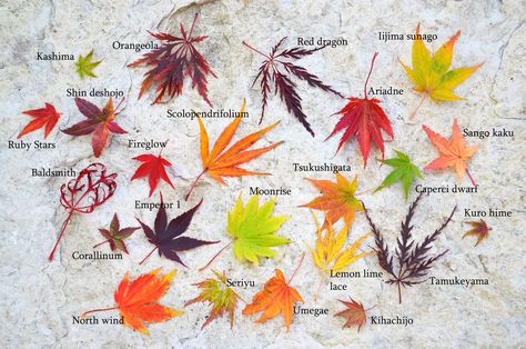 Japanese maple leaf comparison and fall color comparison Maple Tree Landscape, Japanese Maple Varieties, Acer Trees, Japanese Maple Bonsai, Coral Bark Japanese Maple, Maple Bonsai, Japanese Maples, Japanese Garden Design, Japanese Maple Tree