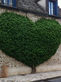 Heart shaped topiary! Heart In Nature, Love In The Air, Vertical Gardens, Walled Garden, Wall Garden, Gorgeous Gardens, Vertical Garden, Dream Garden, Stone Wall