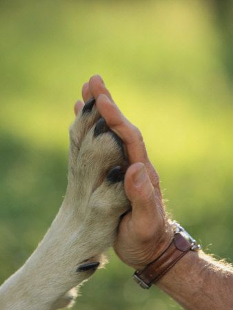 "Dogs bring us gifts of companionship, unconditional love, and even lessons about life. Their innate wisdom and highly instinctive nature show us how to be at one with all that is."  #SPIRITHOODS #INNERANIMAL 강아지 그림, Foto Tips, Border Terrier, Must Love Dogs, Love My Dog, Pet Photography, Dog Photography, Cavalier King Charles Spaniel, Cavalier King Charles