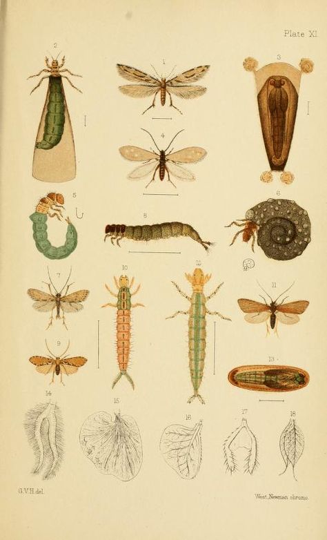 1904 - New Zealand Neuroptera: a popular introduction to the life-histories and habits of may-flies, dragon-flies, caddis-flies and allied insects inhabiting New Zealand, including notes on their relation to angling - By G.V. Hudson - via Biodiversity Heritage Library Natural History Illustration, Family Tree Quilt, Trout Art, Aquatic Insects, Caddis Flies, Reptiles Pet, Pet Hacks, Nature Illustration, Cross Stitch Flowers