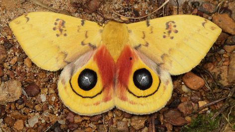 Moth Pictures, Embroidery Reference, Io Moth, Animal Close Up, Interesting Insects, Colorful Moths, Inktober 2023, Insect Photography, Moth Tattoo