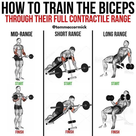 Complete Biceps Training - Love this post by @tommaccormick - To fully stimulate a muscle, you must challenge it across its entire… Big Biceps Workout, Biceps Training, Healthy Physique, Bicep Workout, Big Biceps, Gym Workout Chart, Gym Tips, Muscle Building Workouts, Weight Training Workouts