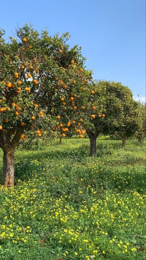 Italian Orchard, Sunny Farm Aesthetic, Orange Farm Aesthetic, Fruit Trees Backyard Aesthetic, Aesthetic Fruit Trees, Orange Farm, Conservation Of Natural Resources, Beautiful Angels Pictures, Organic Art