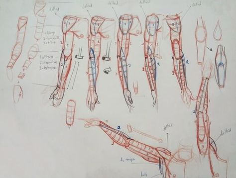 Character Design Collection: Arms Anatomy Arms Anatomy, Figure Aesthetic, Drawing Construction, Muscles Anatomy, Arm Anatomy, Art Drawing Sketch, Anatomy Tutorial, Human Anatomy Drawing, Human Figure Drawing