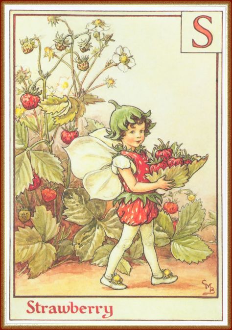 the Old Curiosity Shop: A Strawberry Fairy Mary Barker Fairies, Cecily Mary Barker, Fairies And Flowers, Picking Strawberries, Flower Fairies Books, 동화 삽화, Strawberry Flower, The Letter S, Fairy Illustration