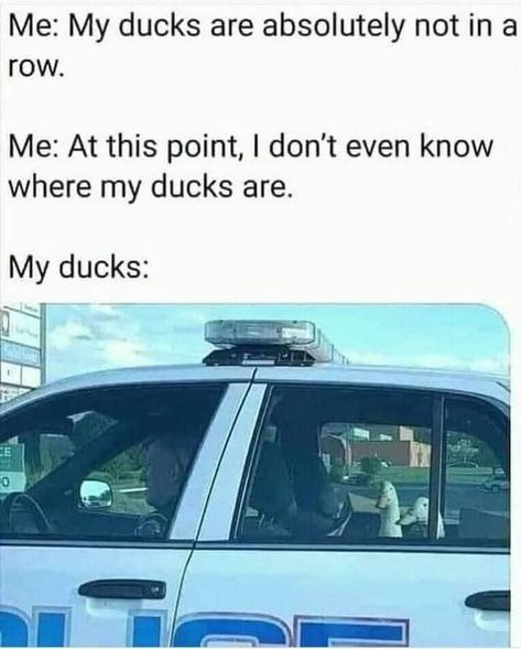 Duck Memes, Ducks In A Row, Police Car, Funny Animal Memes, Made Me Laugh, Just For Laughs, Makes Me Laugh, Too Funny, So Funny