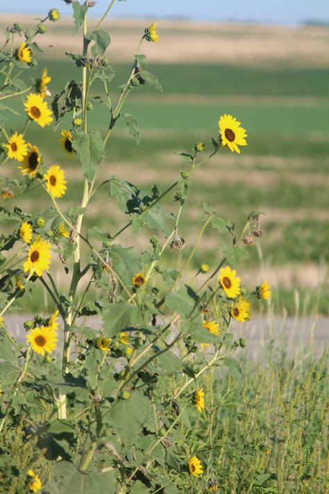 Wild sunflowers Wild Sunflowers, Sunflower Watercolor Painting, Arizona Decor, Wild Sunflower, Sunflower Watercolor, Canadian Prairies, Country Fences, Planting Sunflowers, Brand Photoshoot