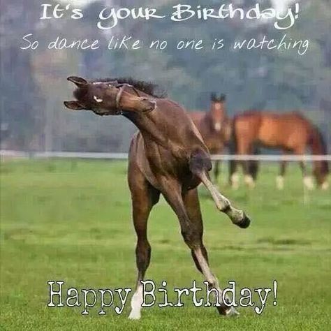 Horse Saying Happy Birthday | 17 Best images about Birthday greetings on Pinterest ... Birthday Horse, Horse Meme, Horse Running, Funny Horses, Horse Birthday, Dance Like No One Is Watching, Baby Memes, Baby Horses, Most Beautiful Animals