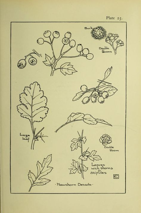 Vintage Plant Illustration, Botanical Coloring Pages, Vintage Botanical Drawings, Fiori Art Deco, Vintage Drawings, Learn Design, Nature Journaling, Flowers Artwork, Clark Art