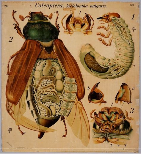 BibliOdyssey: Insect Wall Charts Insects Drawings, Insect Pictures, Insect Anatomy, Scientific Drawing, Insect Wall, Illustration Kunst, Types Of Insects, Science Illustration, Grasshoppers