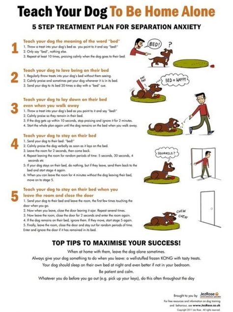 Purr-fect Pet Infographics for Pet Owners ... Cesar Millan, Dog Info, Dog Care Tips, Training Your Puppy, Puppy Care, Pet Hacks, Dog Obedience, Dog Training Obedience, Boot Camp