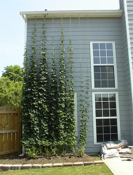 Hops on a trellis Hops Growing, Hop Growing, Hops Trellis, Growing Hops, Hops Plant, Food Forest Garden, Vine Trellis, Garden Venue, Garden Vines