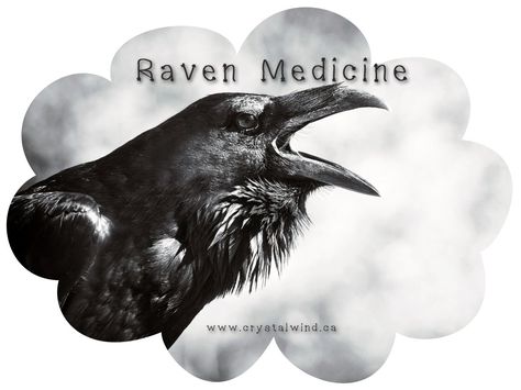 If you see a Raven, magic is in the air and something special is about to happen. Pay attention to dreams and visions. Be very clear as to what your intentions are, because whatever they are that is what will manifest. You will observe an increasing number of synchronistic events over the next few days. Raven presents the opportunity to become the magician and/or enchantress of your life. Raven speaks of messages from the spirit realm that can shapeshift your life dramatically. Raven teaches ho Raven Spirit Animal, Crow Beak, Raven Images, Regard Animal, Symbole Viking, Viking Raven, Raven Bird, Dark Wings, Raven Tattoo