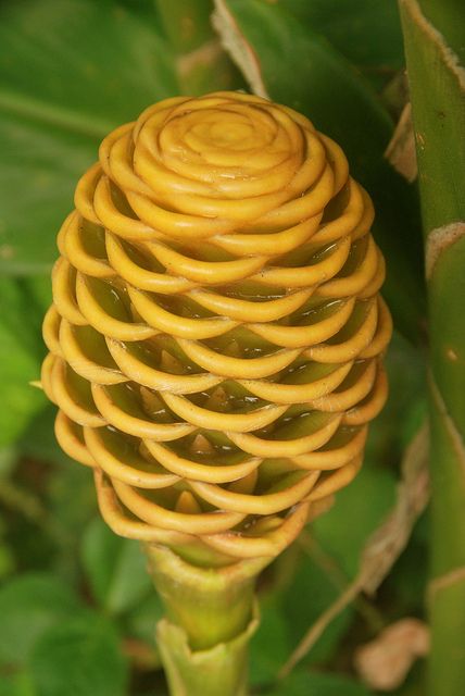 Beehive Ginger (Zingiber spectablis), La Fortuna, Costa Rica; by Damon Tighe, via Flickr Beehive Ginger, Fortuna Costa Rica, Ginger Plant, Ginger Flower, Diy Garden Fountains, Strange Flowers, Weird Plants, Rare Orchids, Plant Fungus