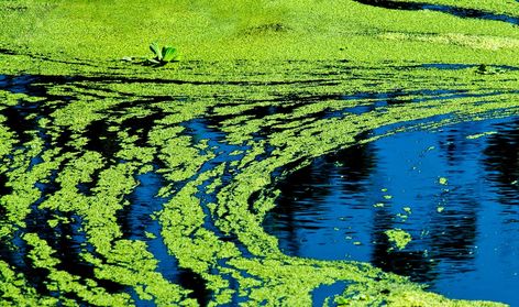 Health officials warn of blue-green algae at several KS lakes Trip Wire Alarm, Blue Algae, Blue Green Algae, Cleaning Fish, East Lake, Green Algae, Water Bodies, Lake Water, Toxic Water