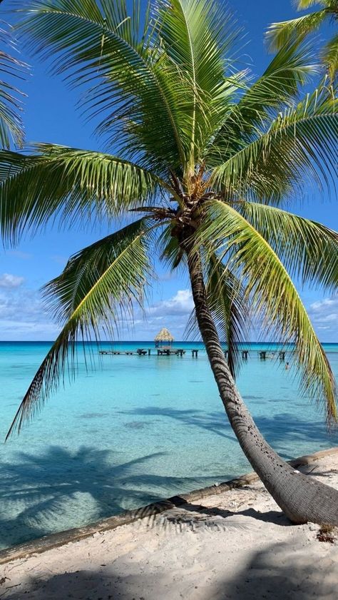 Aesthetic Coconut, Island Aesthetic, Beach Entry Pool, Beautiful Beach Pictures, Palm Trees Painting, Beach Stuff, Sea Photography, Maldives Travel, Ocean Shores