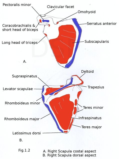 Bones Of Upper Limb, Border Trees, Scapula Bone, Levator Scapulae, Upper Limb Anatomy, Human Body Muscles, Pectoralis Major, Shoulder Anatomy, No Attachment