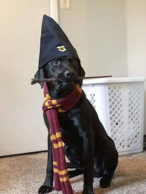 Black Lab Halloween Costumes Dogs, Dog Halloween Costumes Black Lab, Black Dog Halloween Costumes With Owner, Halloween Costumes For Black Dogs, Chocolate Lab Halloween Costumes, Black Dog Costume Ideas, Black Lab Halloween Costumes, Black Dog Halloween Costumes, Easy Dog Costumes