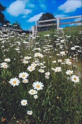 English Daisies, Germinate Seeds, Edible Leaves, English Daisy, Daisy Field, Pretty Landscapes, Plant Aesthetic, Flower Therapy, Ornamental Plants