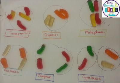 Using candy to teach Mitosis and Meiosis: Beg, Borrow, and Teach! Mitosis Worksheet, Mitosis And Meiosis, Apologia Biology, Biology Project, Gummy Worm, Biology Projects, Biology Classroom, Science Rules, High School Biology